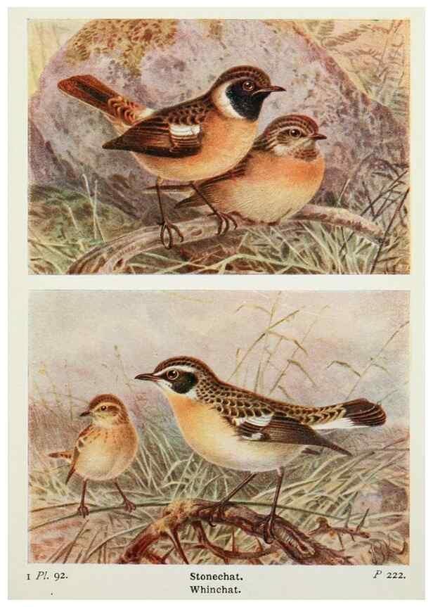 Reproducción/Reproduction 8264869858: The birds of the British Isles and their eggs.. London ;F. Warne,1919.