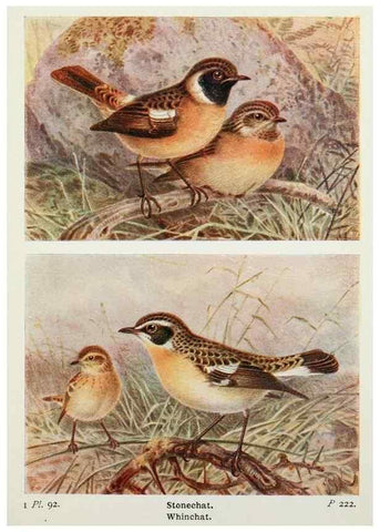 Reproducción/Reproduction 8264869858: The birds of the British Isles and their eggs.. London ;F. Warne,1919.