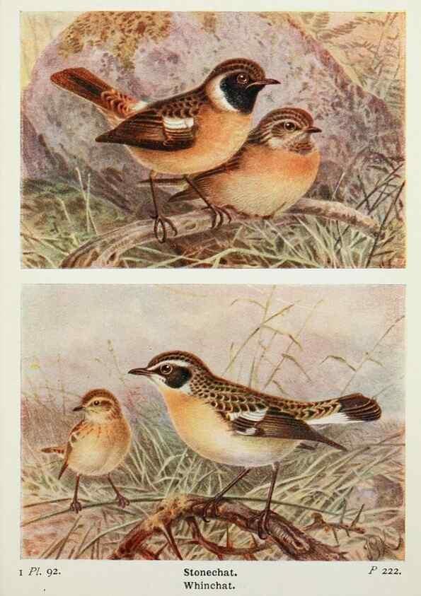 Reproducción/Reproduction 8264869858: The birds of the British Isles and their eggs.. London ;F. Warne,1919.