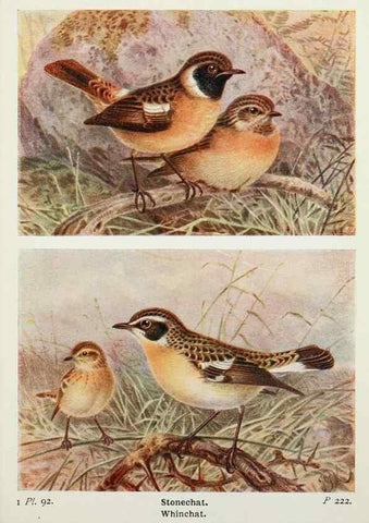 Reproducción/Reproduction 8264869858: The birds of the British Isles and their eggs.. London ;F. Warne,1919.