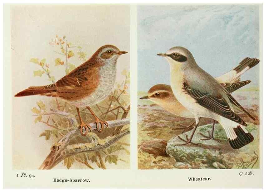 Reproducción/Reproduction 8263802839: The birds of the British Isles and their eggs.. London ;F. Warne,1919.