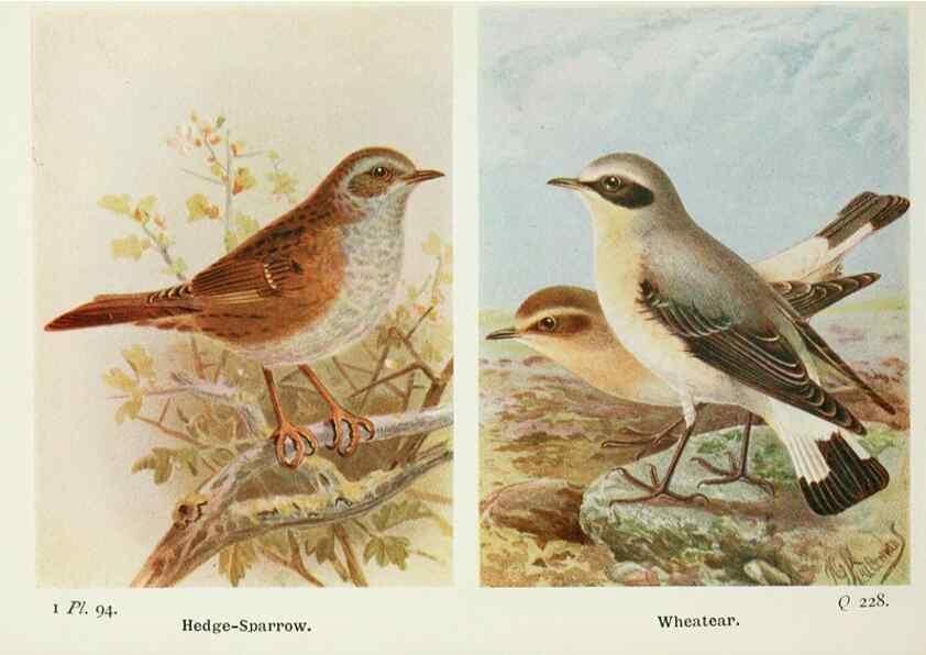 Reproducción/Reproduction 8263802839: The birds of the British Isles and their eggs.. London ;F. Warne,1919.