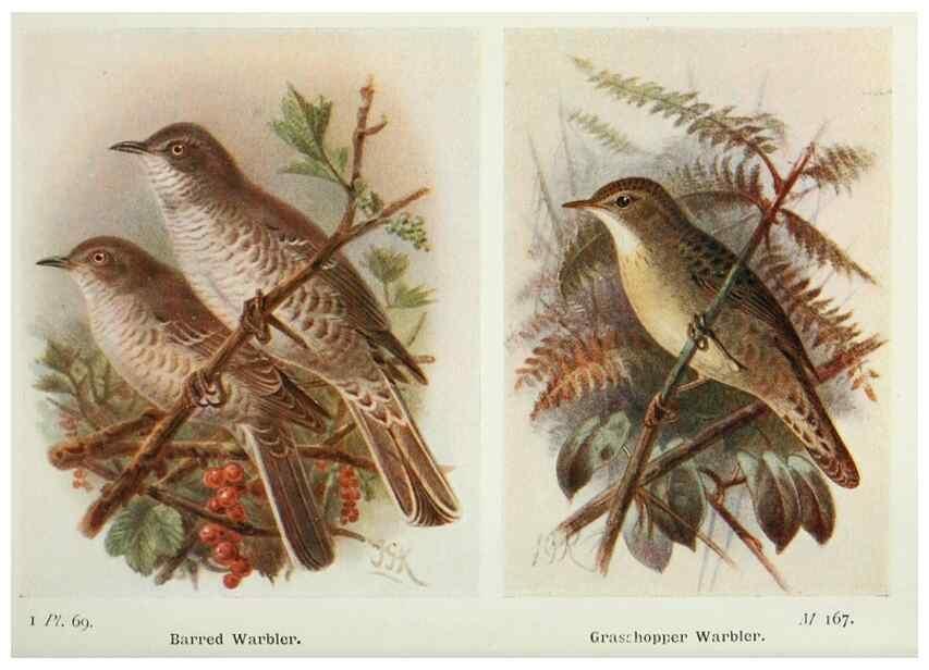 Reproducción/Reproduction 8263791737: The birds of the British Isles and their eggs.. London ;F. Warne,1919.