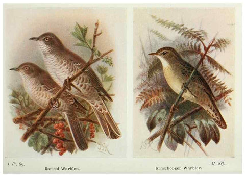 Reproducción/Reproduction 8263791737: The birds of the British Isles and their eggs.. London ;F. Warne,1919.