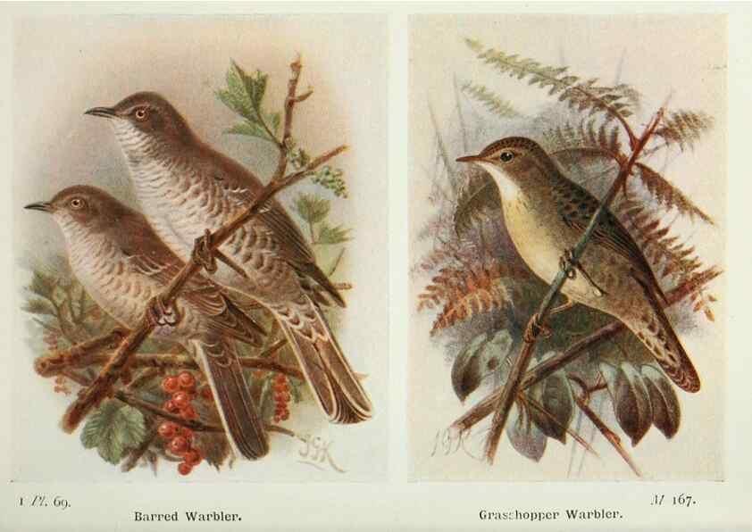 Reproducción/Reproduction 8263791737: The birds of the British Isles and their eggs.. London ;F. Warne,1919.