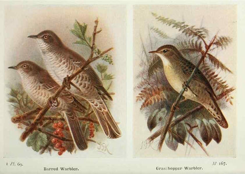 Reproducción/Reproduction 8263791737: The birds of the British Isles and their eggs.. London ;F. Warne,1919.