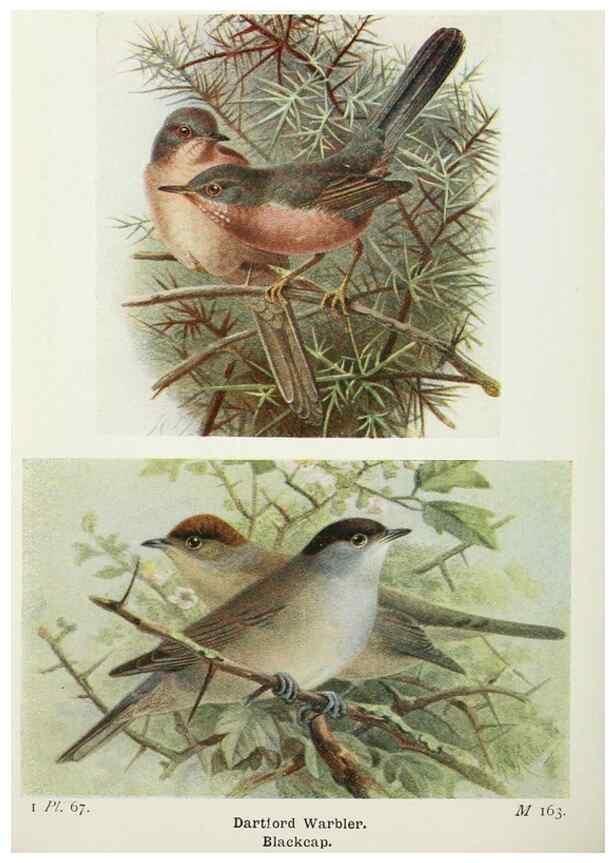 Reproducción/Reproduction 8263791139: The birds of the British Isles and their eggs.. London ;F. Warne,1919.