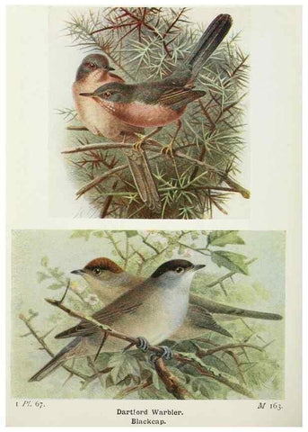 Reproducción/Reproduction 8263791139: The birds of the British Isles and their eggs.. London ;F. Warne,1919.