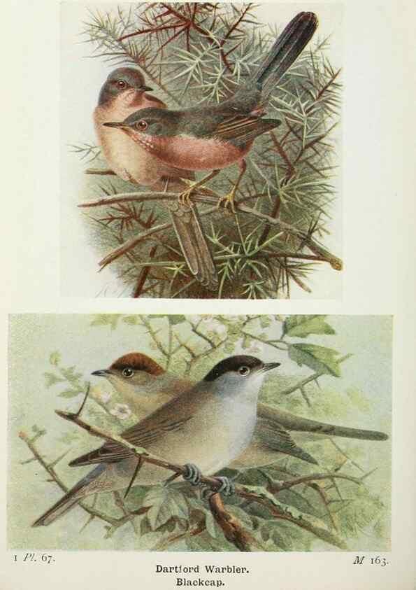 Reproducción/Reproduction 8263791139: The birds of the British Isles and their eggs.. London ;F. Warne,1919.