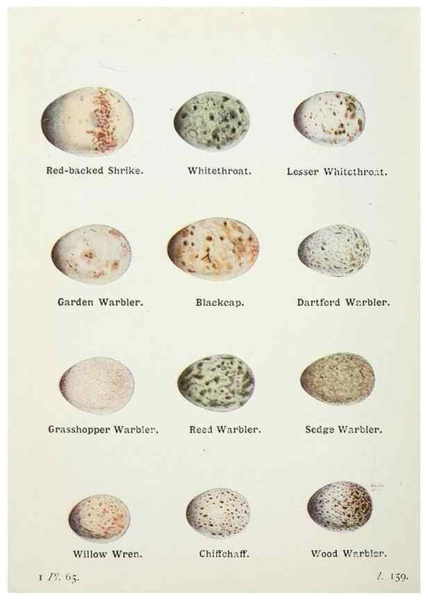 Reproducción/Reproduction 8263790291: The birds of the British Isles and their eggs.. London ;F. Warne,1919.