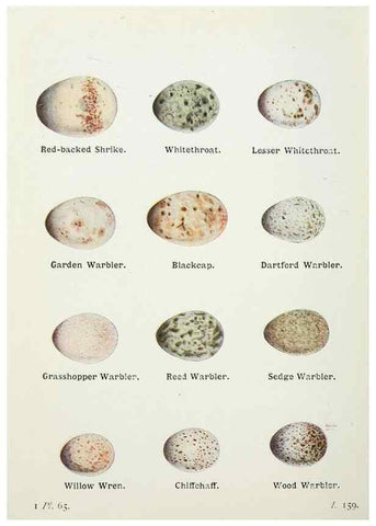 Reproducción/Reproduction 8263790291: The birds of the British Isles and their eggs.. London ;F. Warne,1919.