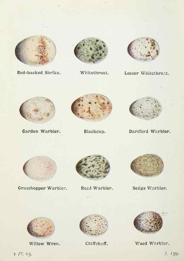 Reproducción/Reproduction 8263790291: The birds of the British Isles and their eggs.. London ;F. Warne,1919.