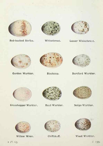 Reproducción/Reproduction 8263790291: The birds of the British Isles and their eggs.. London ;F. Warne,1919.