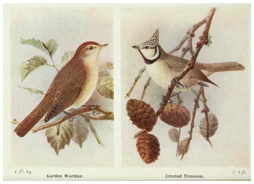 Reproducción/Reproduction 8264857970: The birds of the British Isles and their eggs.. London ;F. Warne,1919.