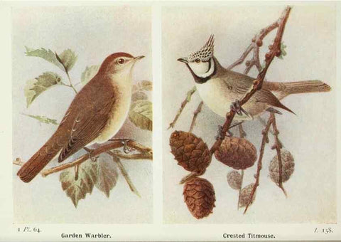 Reproducción/Reproduction 8264857970: The birds of the British Isles and their eggs.. London ;F. Warne,1919.