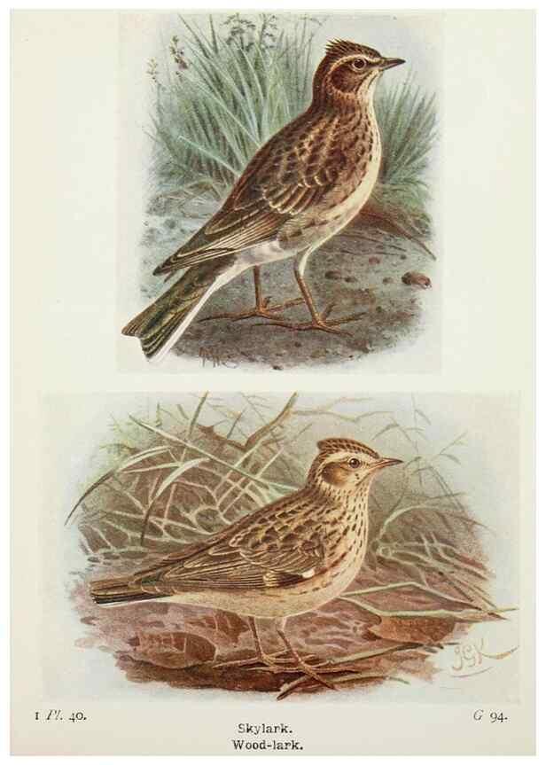 Reproducción/Reproduction 8264846420: The birds of the British Isles and their eggs.. London ;F. Warne,1919.