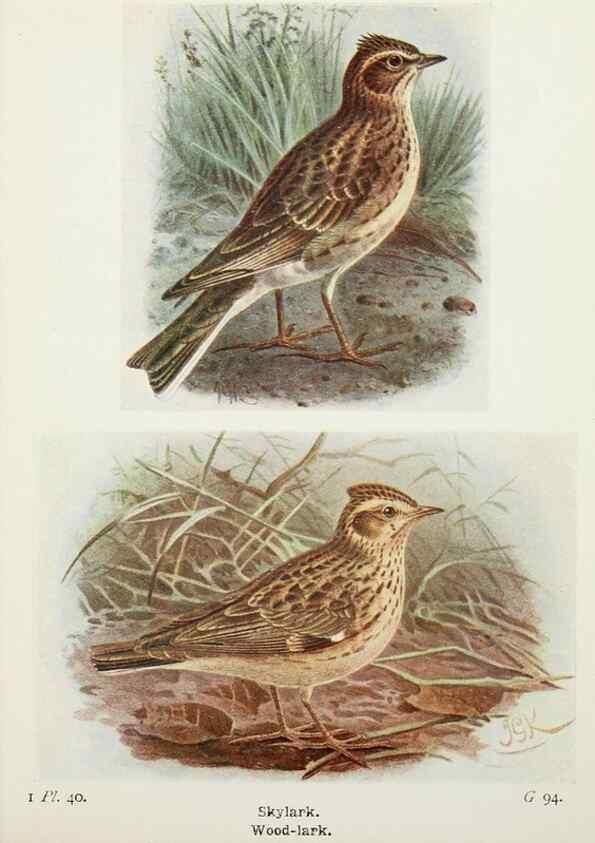 Reproducción/Reproduction 8264846420: The birds of the British Isles and their eggs.. London ;F. Warne,1919.