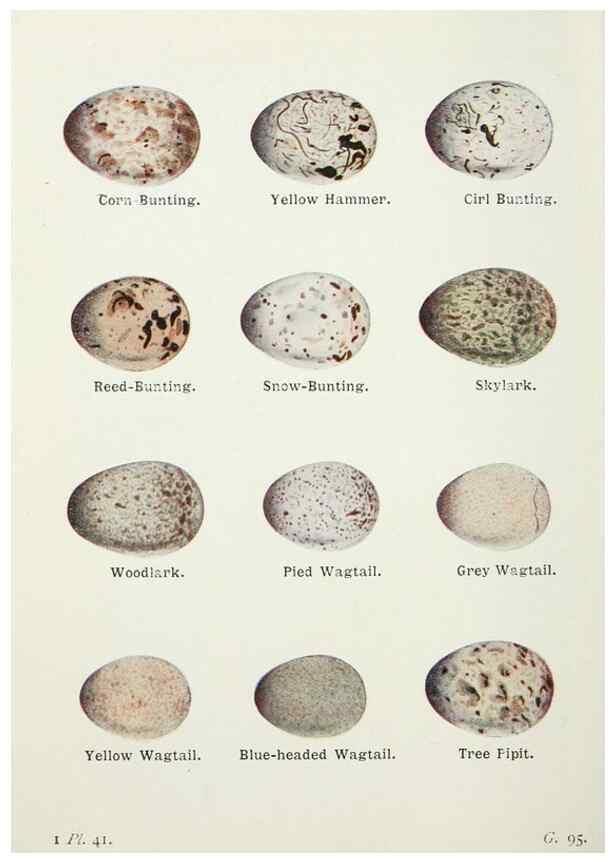 Reproducción/Reproduction 8264847086: The birds of the British Isles and their eggs.. London ;F. Warne,1919.