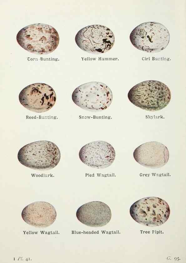 Reproducción/Reproduction 8264847086: The birds of the British Isles and their eggs.. London ;F. Warne,1919.