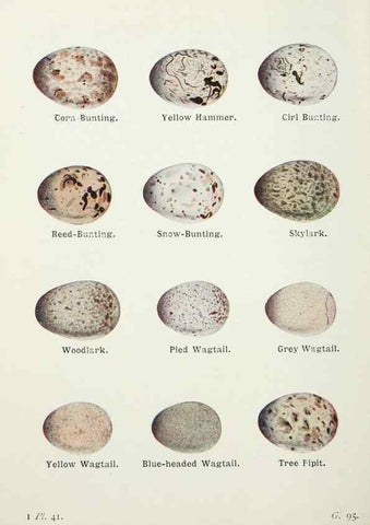 Reproducción/Reproduction 8264847086: The birds of the British Isles and their eggs.. London ;F. Warne,1919.