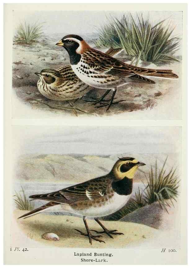 Reproducción/Reproduction 8263779665: The birds of the British Isles and their eggs.. London ;F. Warne,1919.
