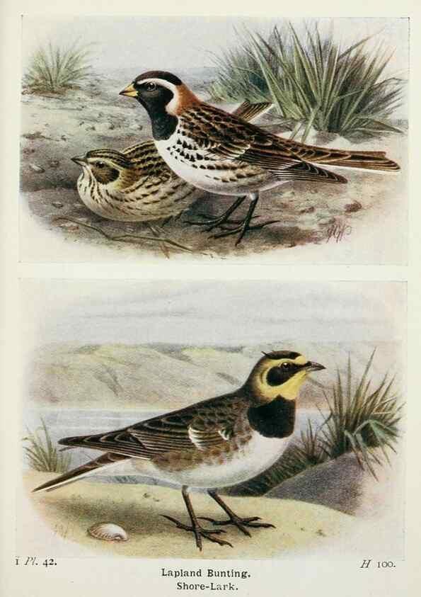 Reproducción/Reproduction 8263779665: The birds of the British Isles and their eggs.. London ;F. Warne,1919.