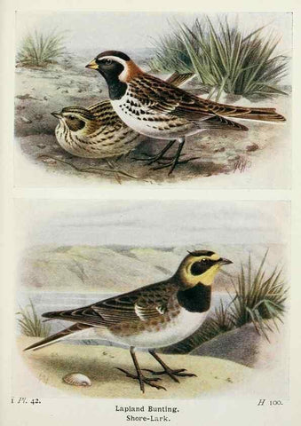Reproducción/Reproduction 8263779665: The birds of the British Isles and their eggs.. London ;F. Warne,1919.