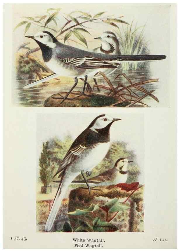 Reproducción/Reproduction 8263780685: The birds of the British Isles and their eggs.. London ;F. Warne,1919.