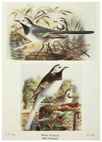 Reproducción/Reproduction 8263780685: The birds of the British Isles and their eggs.. London ;F. Warne,1919.