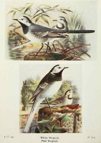 Reproducción/Reproduction 8263780685: The birds of the British Isles and their eggs.. London ;F. Warne,1919.