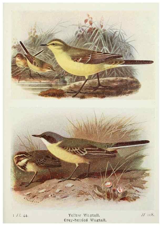 Reproducción/Reproduction 8263781233: The birds of the British Isles and their eggs.. London ;F. Warne,1919.