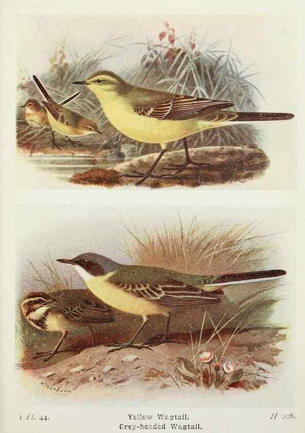 Reproducción/Reproduction 8263781233: The birds of the British Isles and their eggs.. London ;F. Warne,1919.