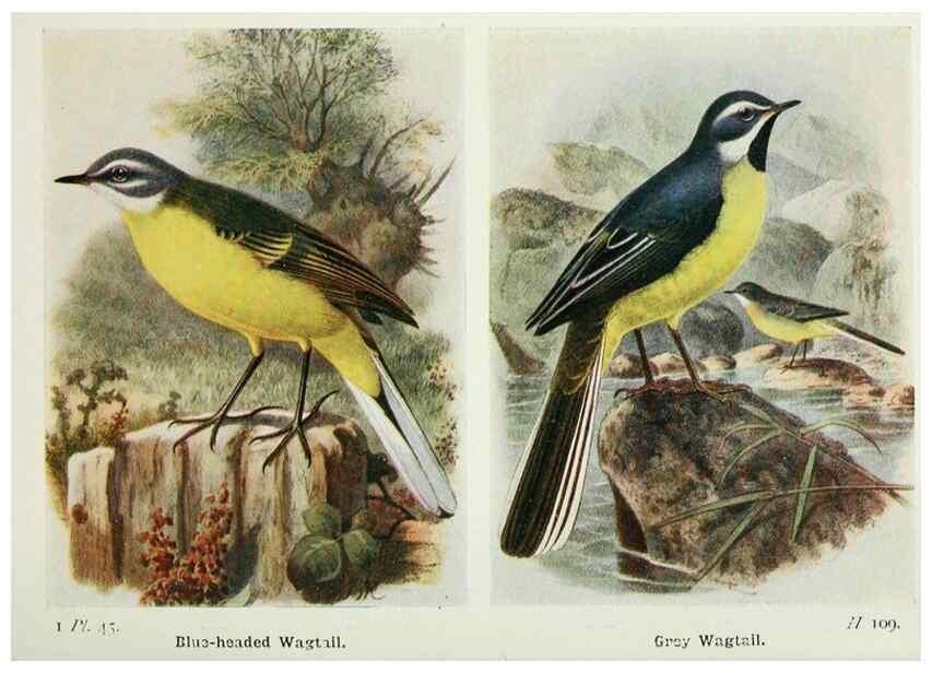 Reproducción/Reproduction 8264850676: The birds of the British Isles and their eggs.. London ;F. Warne,1919.