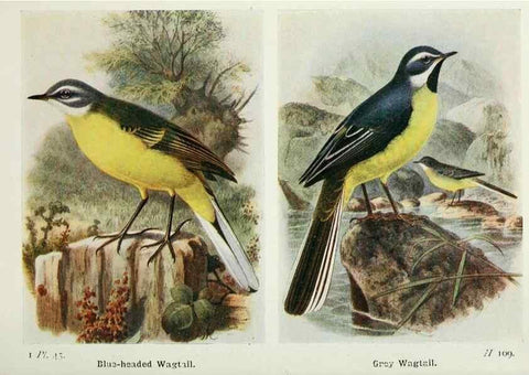Reproducción/Reproduction 8264850676: The birds of the British Isles and their eggs.. London ;F. Warne,1919.