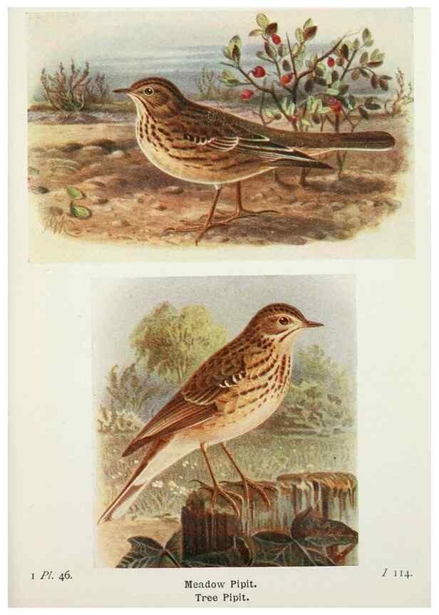 Reproducción/Reproduction 8264851520: The birds of the British Isles and their eggs.. London ;F. Warne,1919.