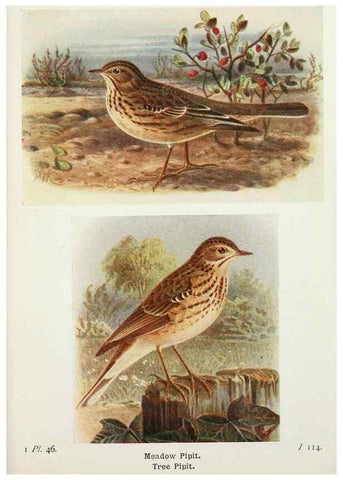 Reproducción/Reproduction 8264851520: The birds of the British Isles and their eggs.. London ;F. Warne,1919.