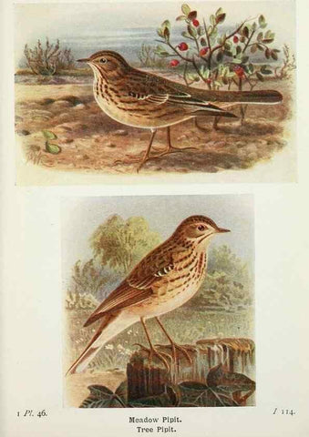 Reproducción/Reproduction 8264851520: The birds of the British Isles and their eggs.. London ;F. Warne,1919.