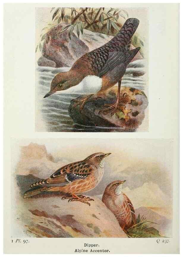 Reproducción/Reproduction 8263803505: The birds of the British Isles and their eggs.. London ;F. Warne,1919.
