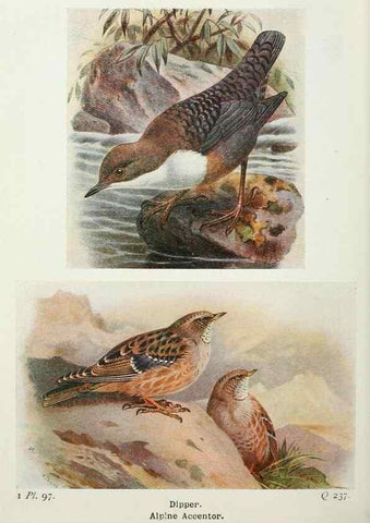 Reproducción/Reproduction 8263803505: The birds of the British Isles and their eggs.. London ;F. Warne,1919.