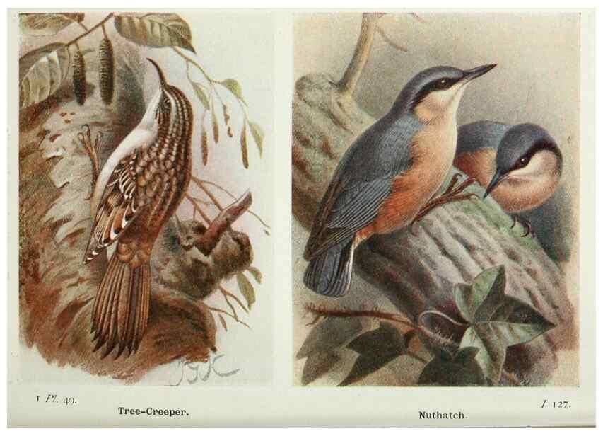 Reproducción/Reproduction 8264852108: The birds of the British Isles and their eggs.. London ;F. Warne,1919.