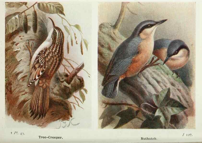 Reproducción/Reproduction 8264852108: The birds of the British Isles and their eggs.. London ;F. Warne,1919.