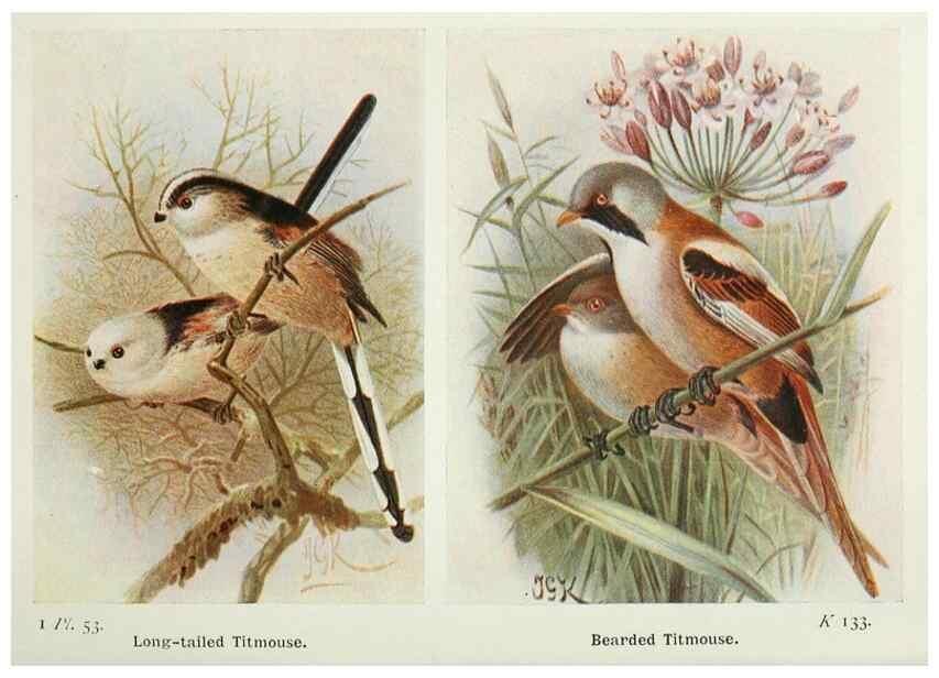 Reproducción/Reproduction 8263785031: The birds of the British Isles and their eggs.. London ;F. Warne,1919.