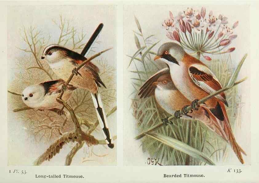 Reproducción/Reproduction 8263785031: The birds of the British Isles and their eggs.. London ;F. Warne,1919.