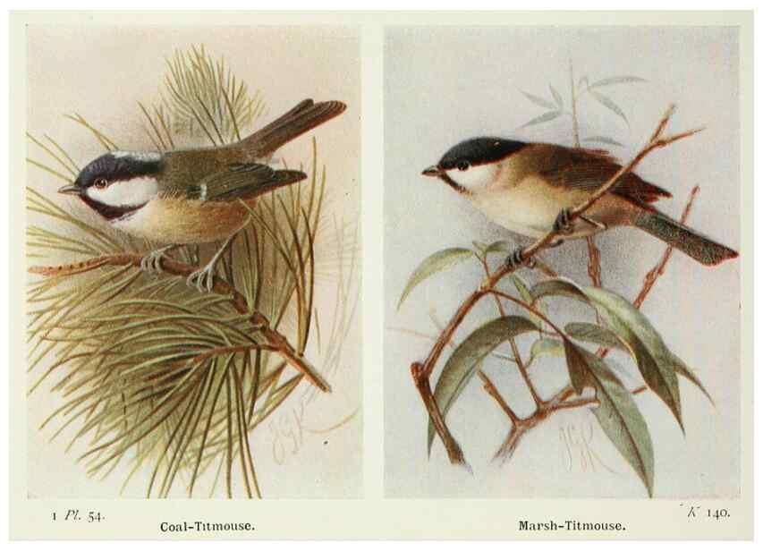 Reproducción/Reproduction 8264854164: The birds of the British Isles and their eggs.. London ;F. Warne,1919.