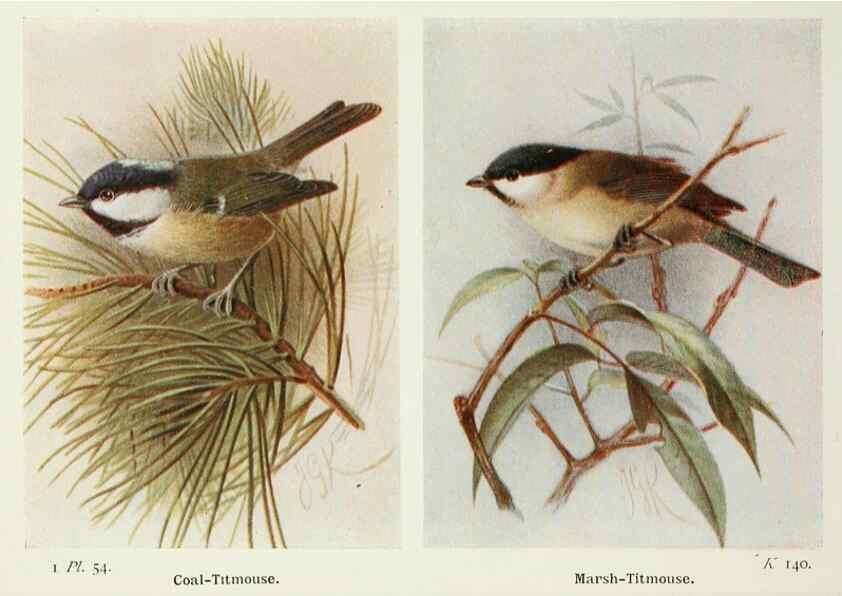 Reproducción/Reproduction 8264854164: The birds of the British Isles and their eggs.. London ;F. Warne,1919.