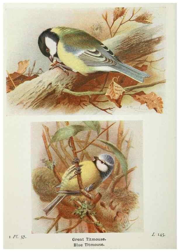 Reproducción/Reproduction 8263786517: The birds of the British Isles and their eggs.. London ;F. Warne,1919.