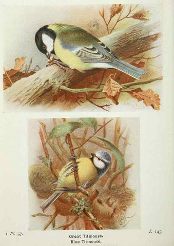 Reproducción/Reproduction 8263786517: The birds of the British Isles and their eggs.. London ;F. Warne,1919.
