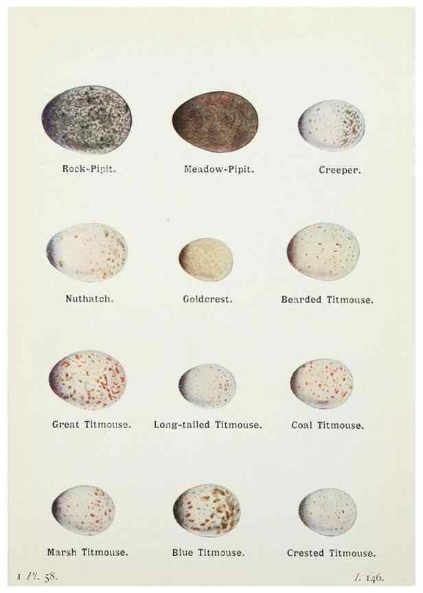 Reproducción/Reproduction 8264855188: The birds of the British Isles and their eggs.. London ;F. Warne,1919.