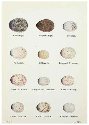 Reproducción/Reproduction 8264855188: The birds of the British Isles and their eggs.. London ;F. Warne,1919.