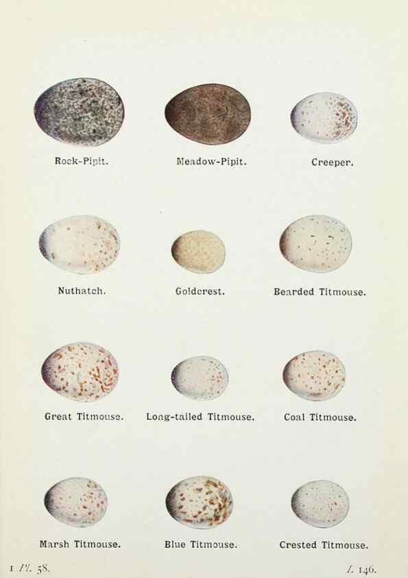 Reproducción/Reproduction 8264855188: The birds of the British Isles and their eggs.. London ;F. Warne,1919.